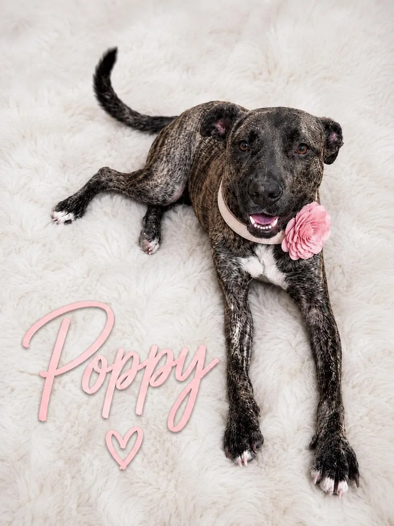 An adult medium-sized female Brindle Hound dog named Poppy for adoption in Cypress, TX