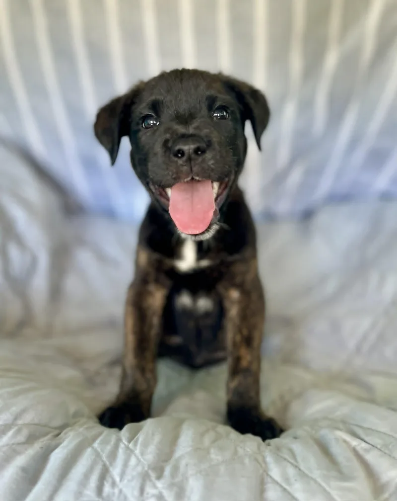 Kovu