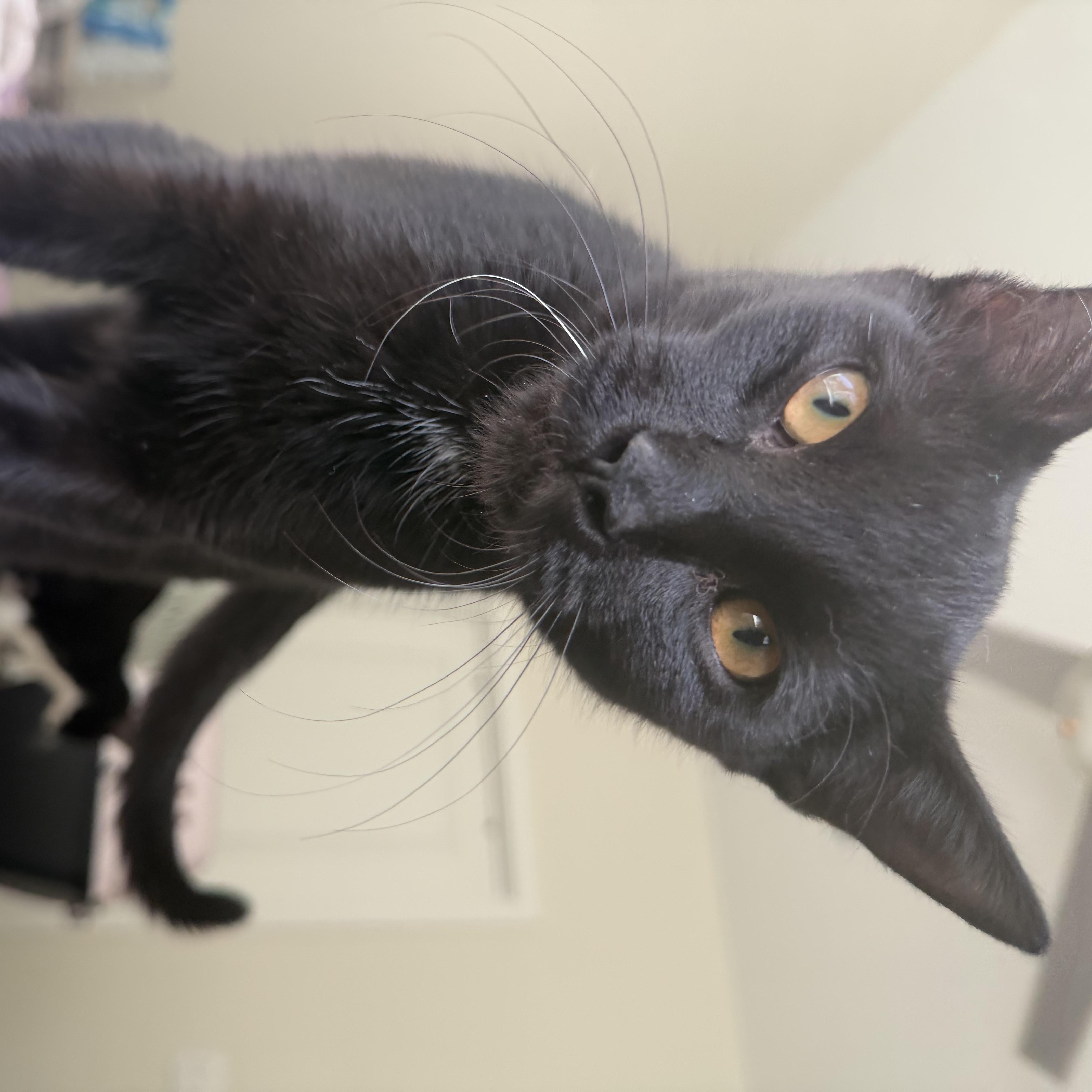 A baby medium-sized male Black Domestic Short Hair cat named Bambi for adoption in North Myrtle Beach, SC