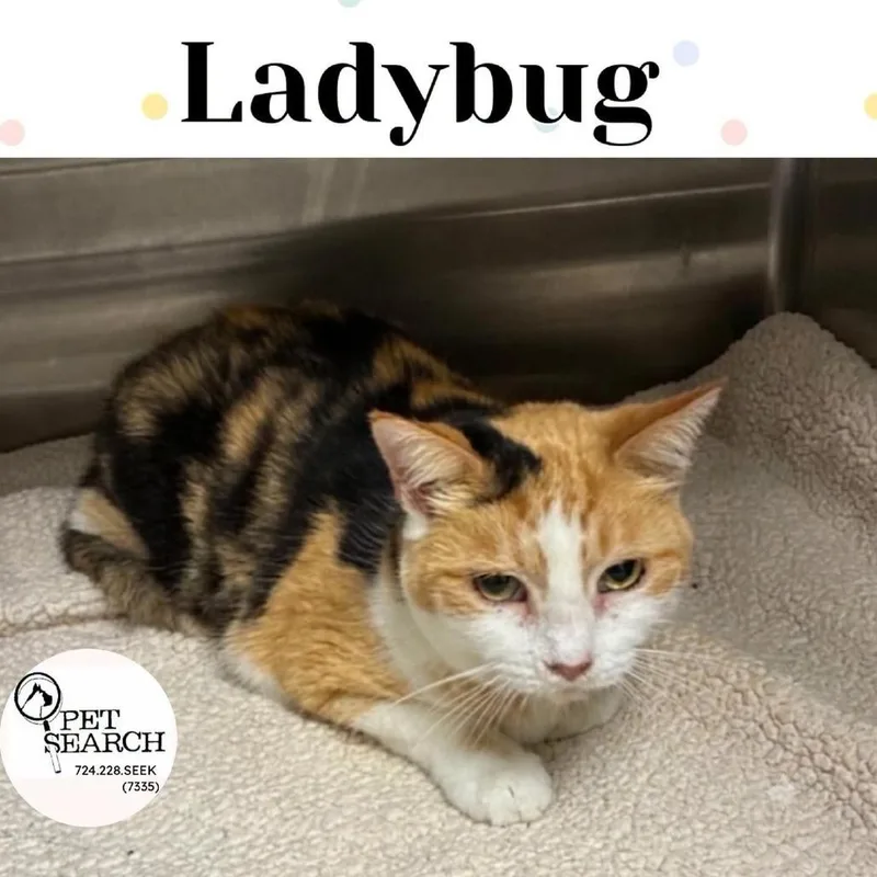 A senior small-sized female Calico Domestic Short Hair cat named Ladybug for adoption in Washington, PA