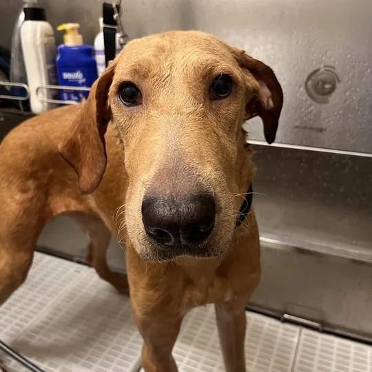 A young medium-sized female Brown / Chocolate Labrador Retriever dog named Mary Kate for adoption in Matteson, IL