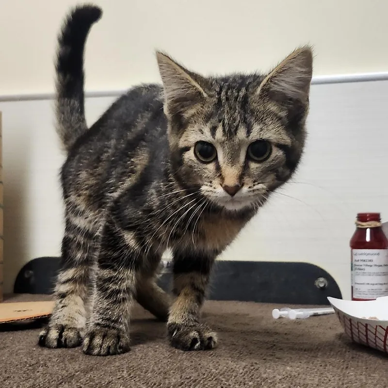 A baby small-sized male Brown / Chocolate Domestic Short Hair cat named Bongo for adoption in Novelty, OH