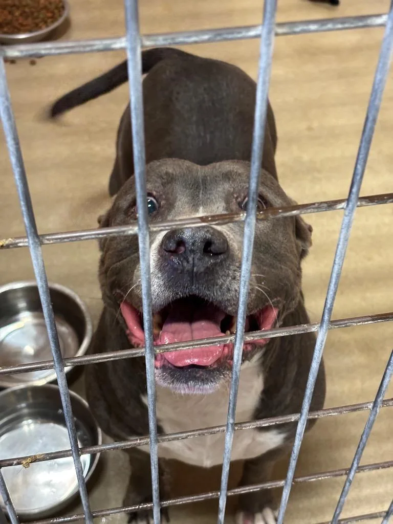 A senior large-sized female American Staffordshire Terrier dog named Princess for adoption in New Braunfels, TX