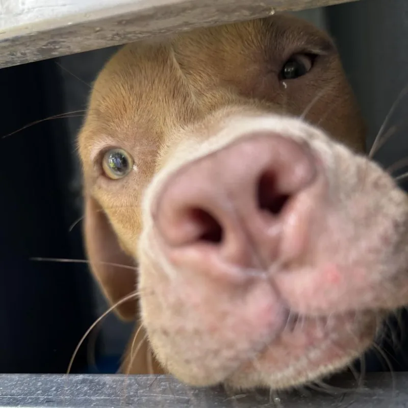 A young medium-sized female Brown / Chocolate Pit Bull Terrier dog named Araya for adoption in Greensboro, NC
