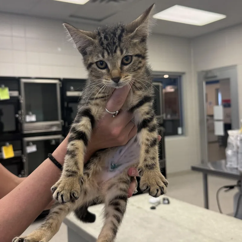 A baby small-sized female Domestic Short Hair cat named Lolli for adoption in Kearney, NE