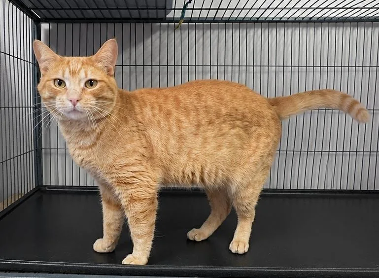 An adult medium-sized male Tabby (Orange / Red) Domestic Short Hair cat named Senjay for adoption in Kearneysville, WV