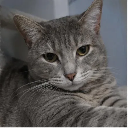 An adult medium-sized male Tabby cat named Dwight for adoption in Bloomfield, NJ