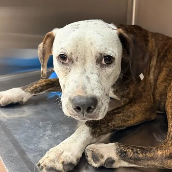A baby medium-sized male Brown / Chocolate Mixed Breed dog named GhostFace for adoption in Columbus, GA
