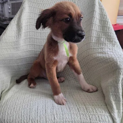 A baby small-sized male Bicolor Mixed Breed dog named Folarin Balogun for adoption in Toms River, NJ