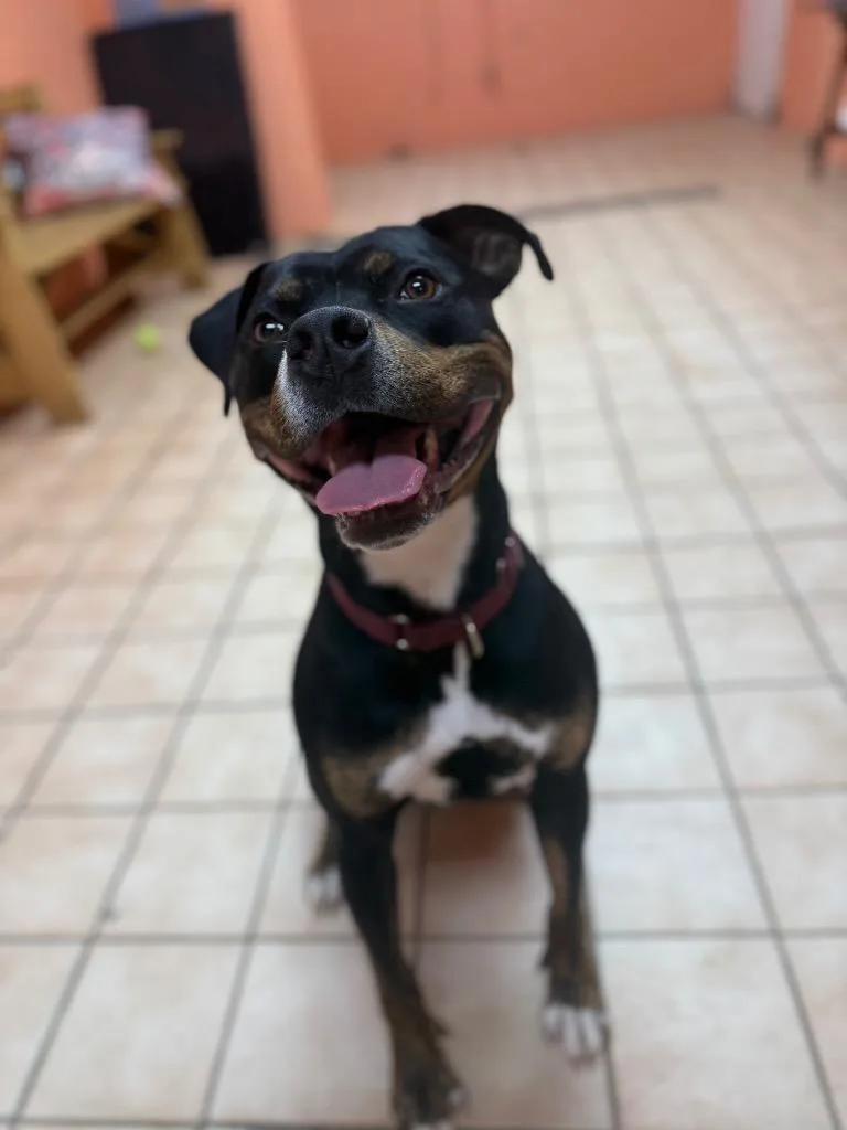 Mojo Jojo thumbnail 2