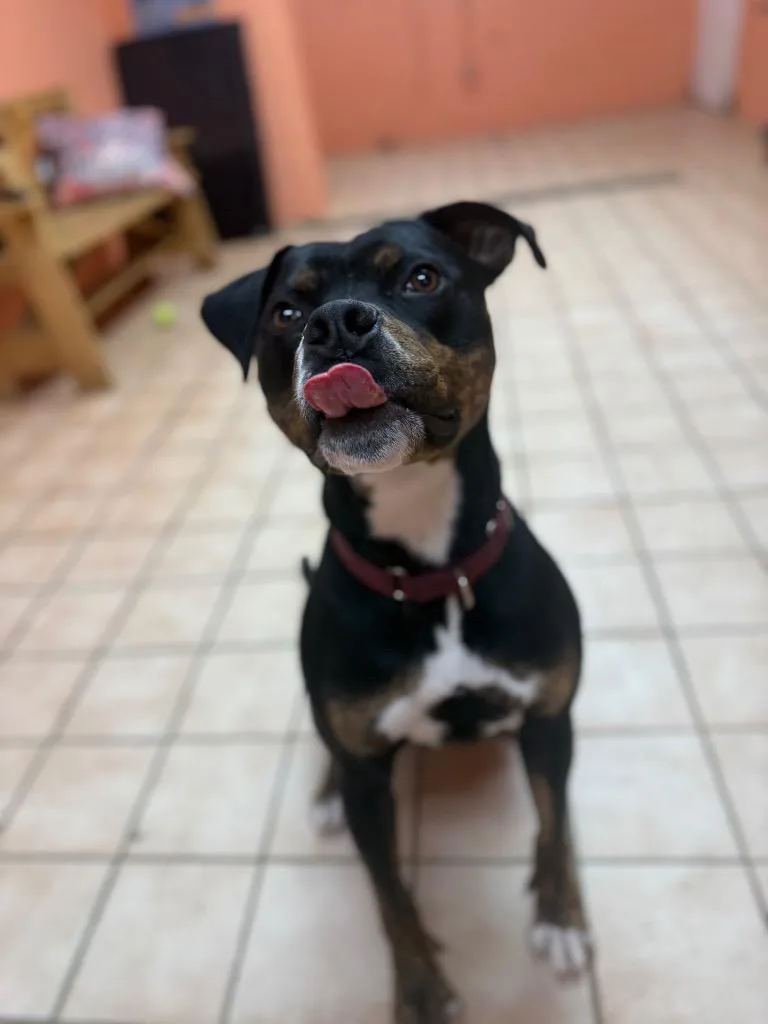 Mojo Jojo thumbnail 3