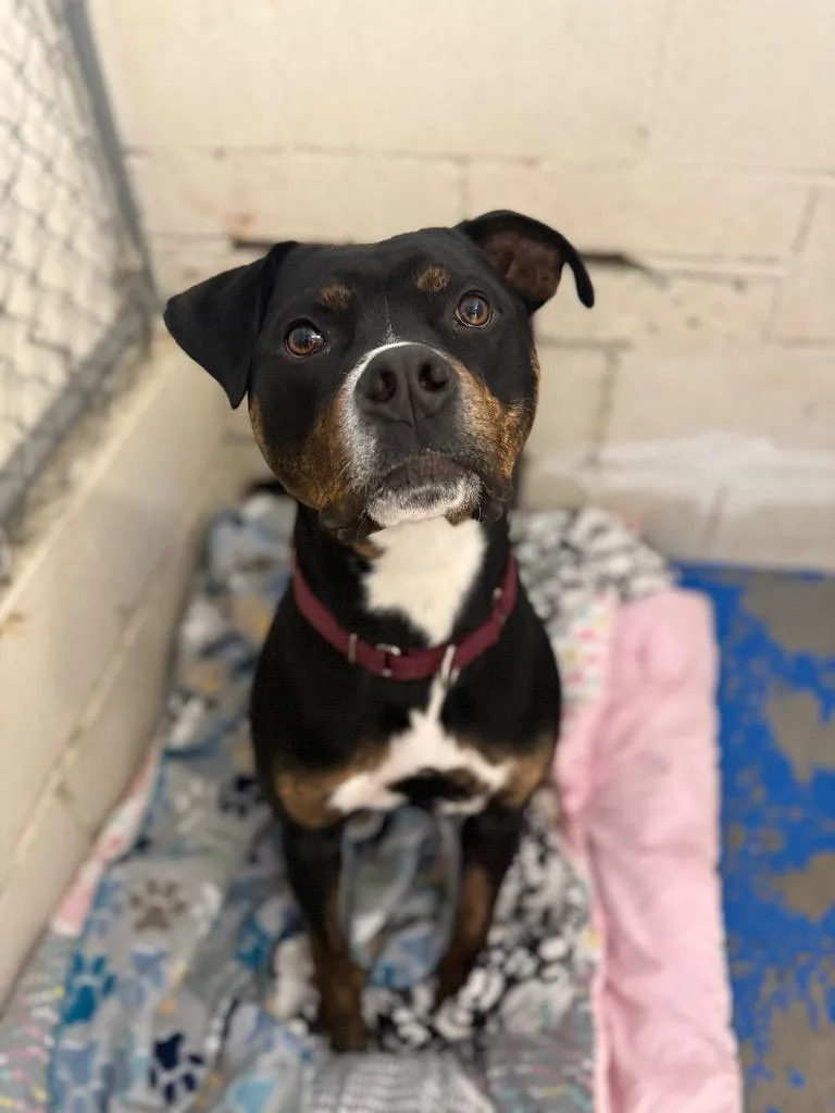 Mojo Jojo thumbnail 4