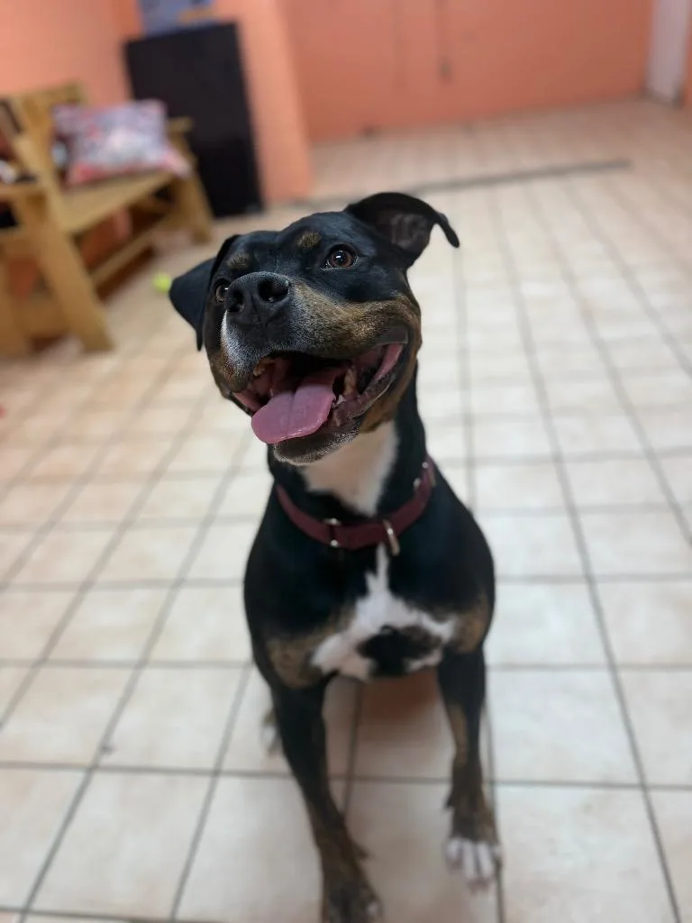 Mojo Jojo thumbnail 5