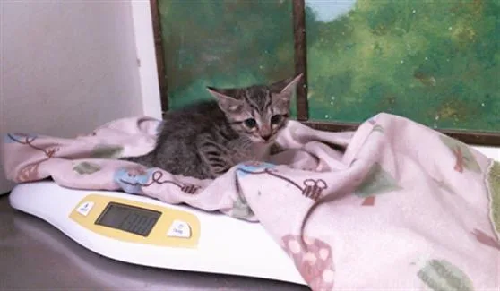 A baby small-sized female Domestic Short Hair cat named Blue for adoption in Houston, TX