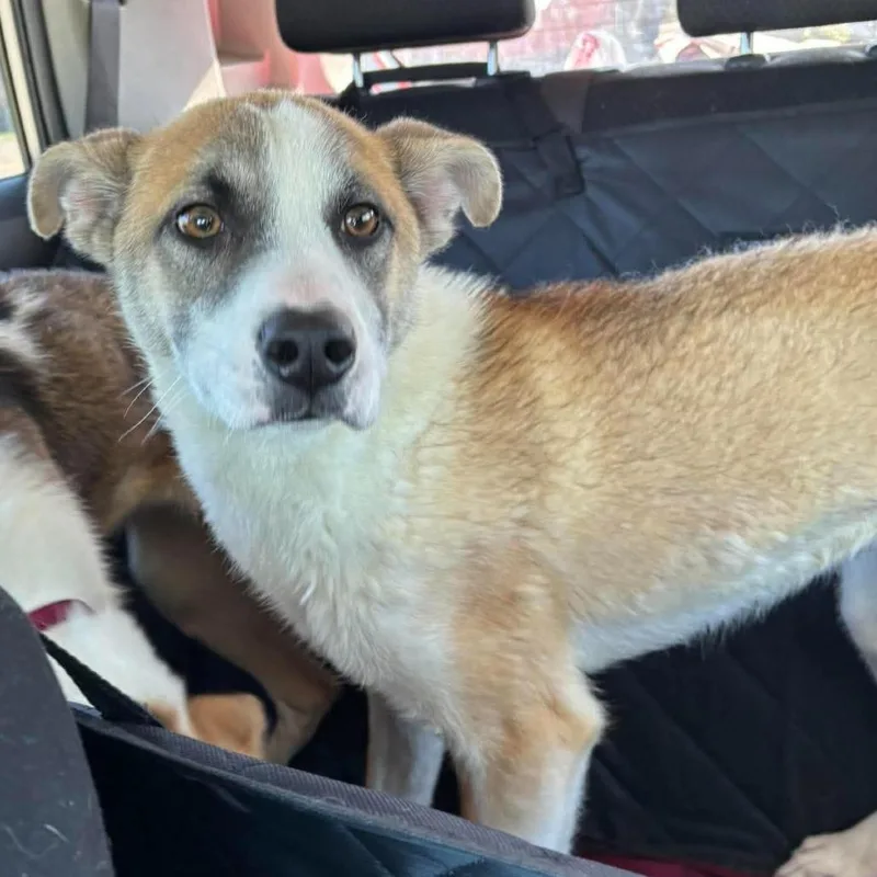 A baby medium-sized male Brown / Chocolate Mixed Breed dog named Stitch for adoption in Wichita, KS