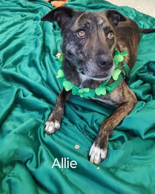 Allie thumbnail 3