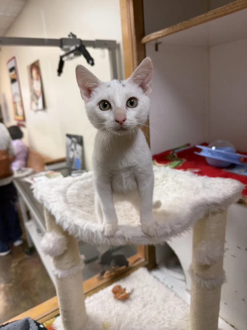 A young medium-sized male Domestic Short Hair cat named Nash Alexander for adoption in Blairsville, GA