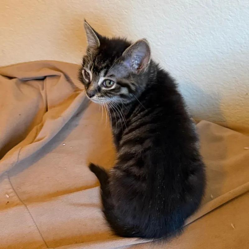 A baby small-sized female Black Domestic Short Hair cat named Primrose for adoption in Las Vegas, NV