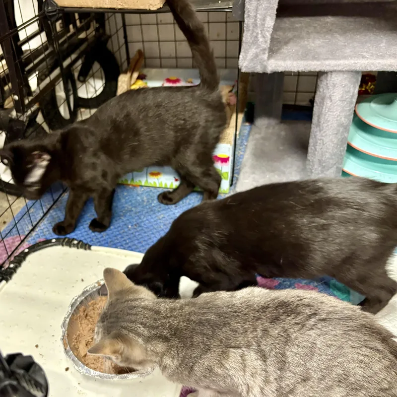 A baby medium-sized male Black Domestic Short Hair cat named Zane L for adoption in New York, NY