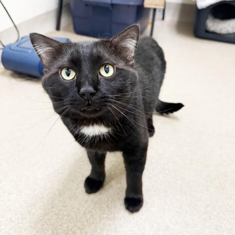 An adult medium-sized male Black Domestic Short Hair cat named Dijon for adoption in Oshkosh, WI