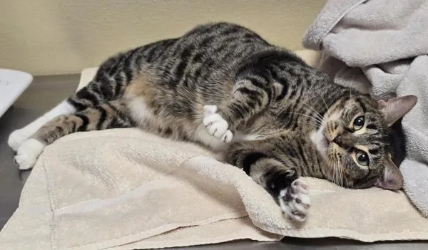 An adult medium-sized female Domestic Short Hair cat named Muna for adoption in Vancouver, WA