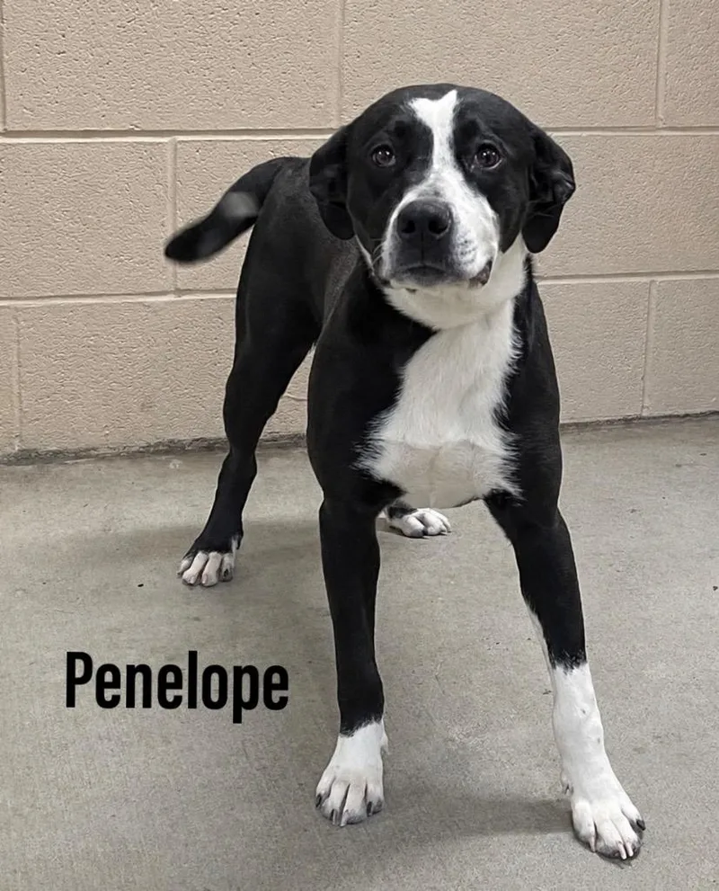 A baby medium-sized female Labrador Retriever dog named Penelope for adoption in Clearfield, KY