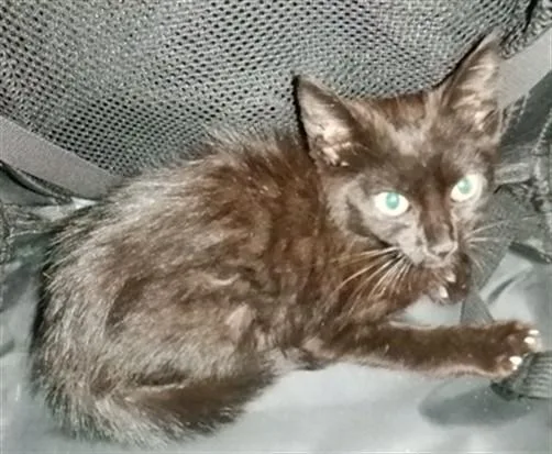 A baby small-sized female Domestic Short Hair cat named Neow Neow for adoption in San Jose, CA