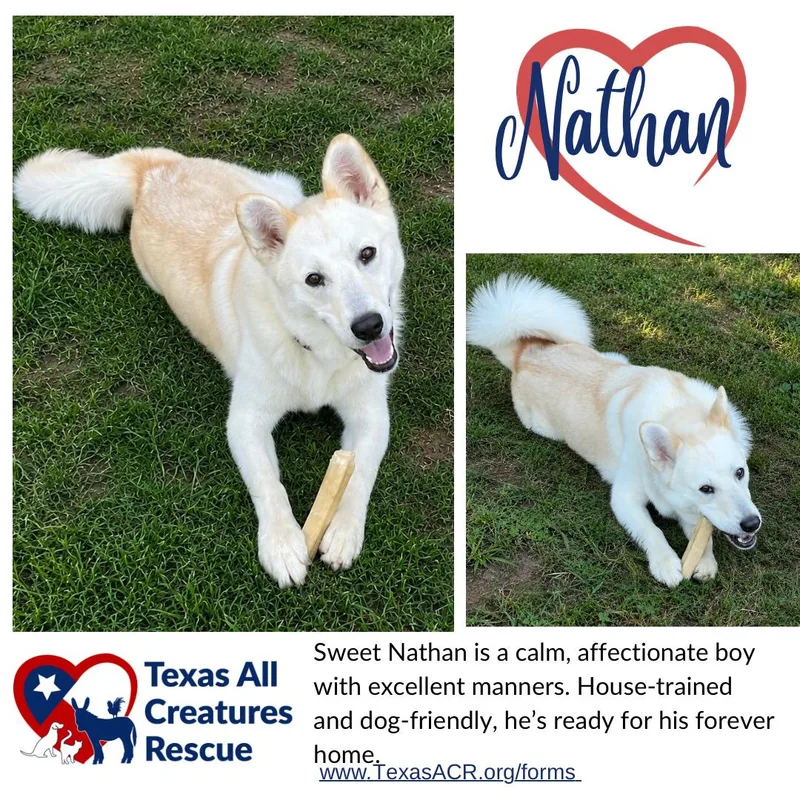 An adult large-sized male Shepherd dog named Nathan for adoption in Alvarado, TX