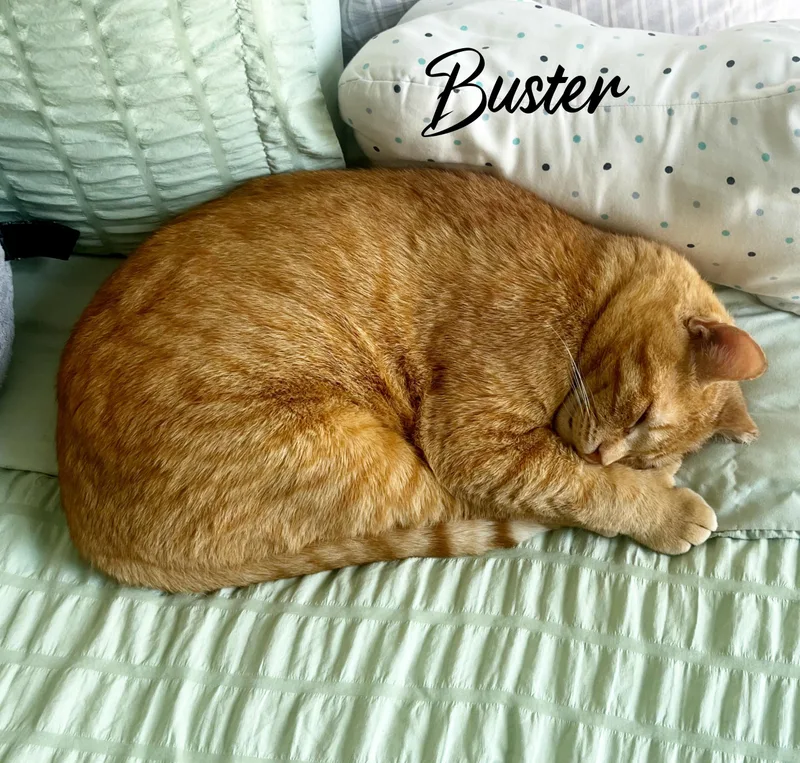 A young medium-sized male Orange / Red Domestic Short Hair cat named Buster for adoption in Bronx, NY