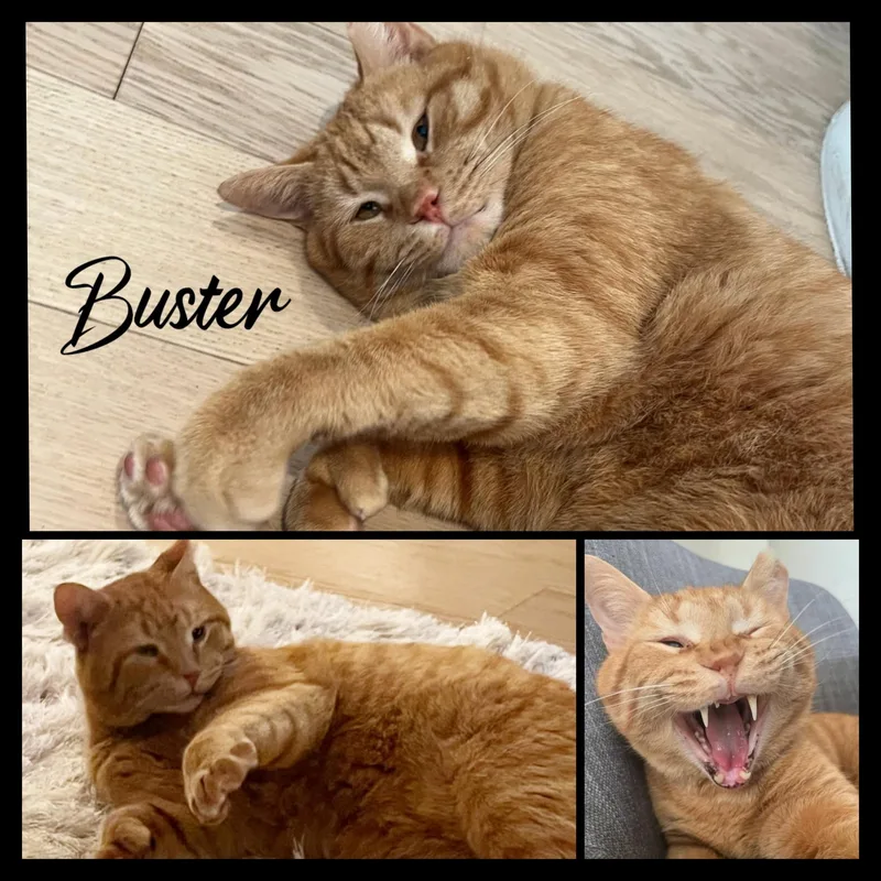 Buster thumbnail 2