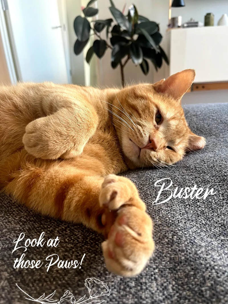 Buster thumbnail 3