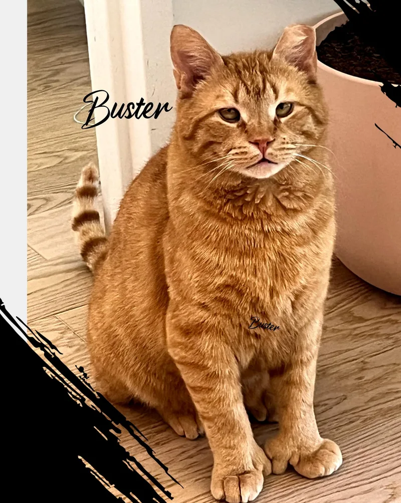 Buster thumbnail 4