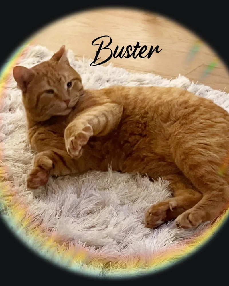 Buster thumbnail 5