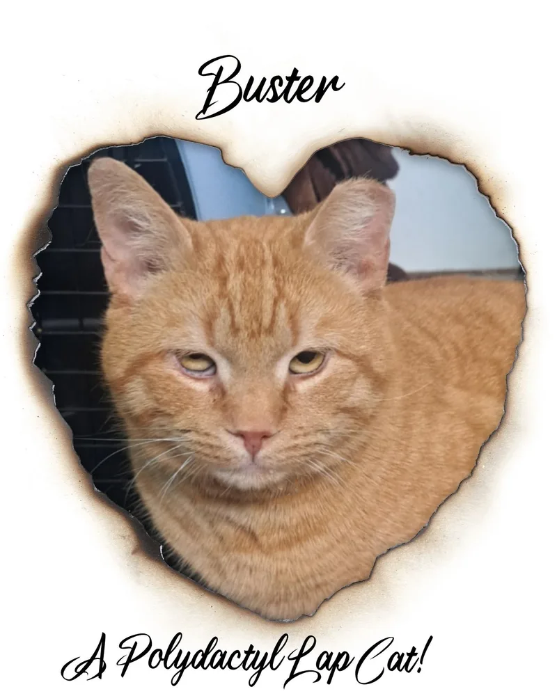 Buster thumbnail 6