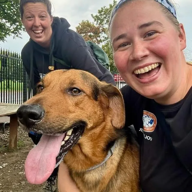A young medium-sized male Black Shepherd dog named Everest for adoption in Buffalo, NY