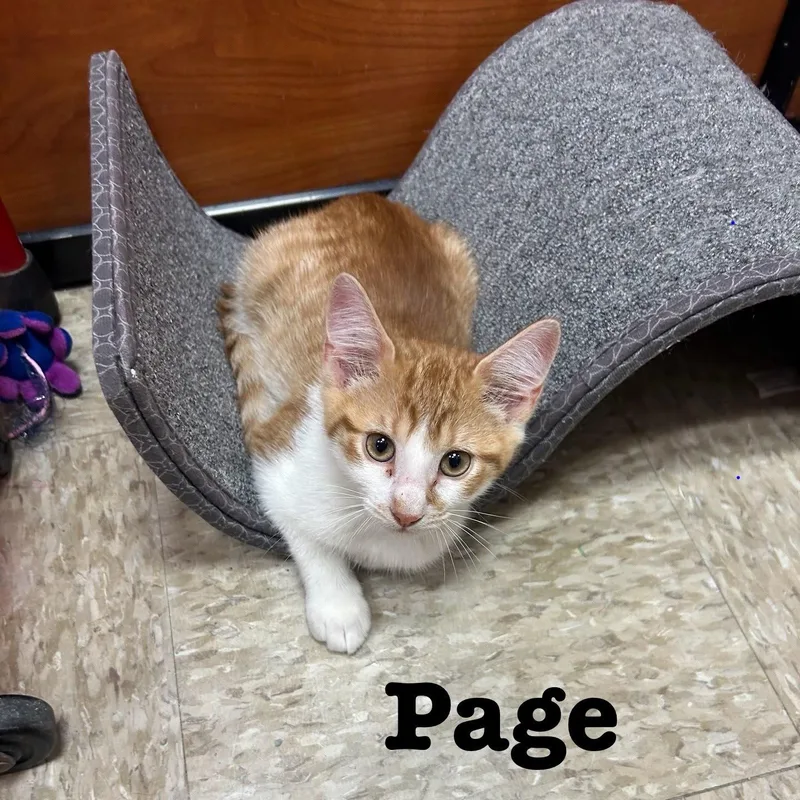 A young medium-sized male Orange & White Domestic Short Hair cat named Page for adoption in Spring Lake, NJ