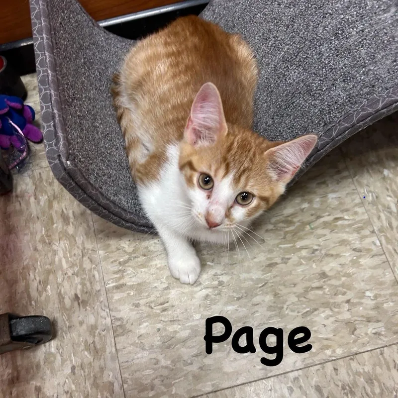 Page thumbnail 2