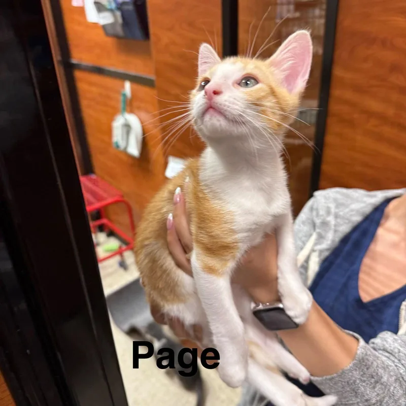 Page thumbnail 3
