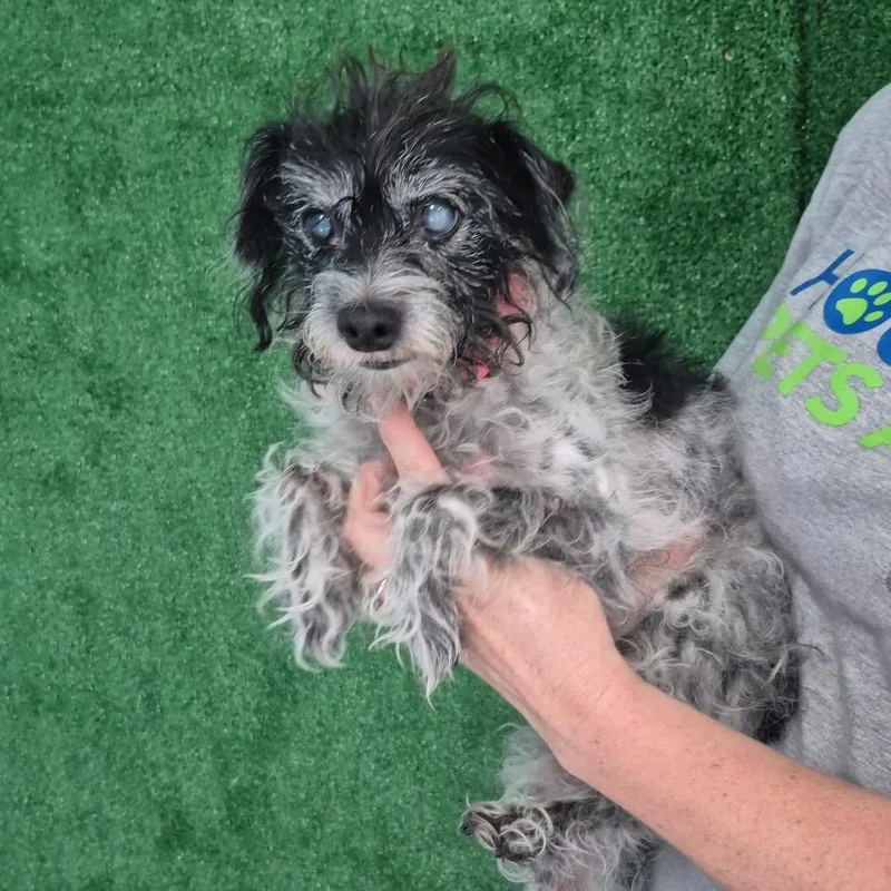 An adult small-sized female Terrier dog named Mj for adoption in Houston, TX