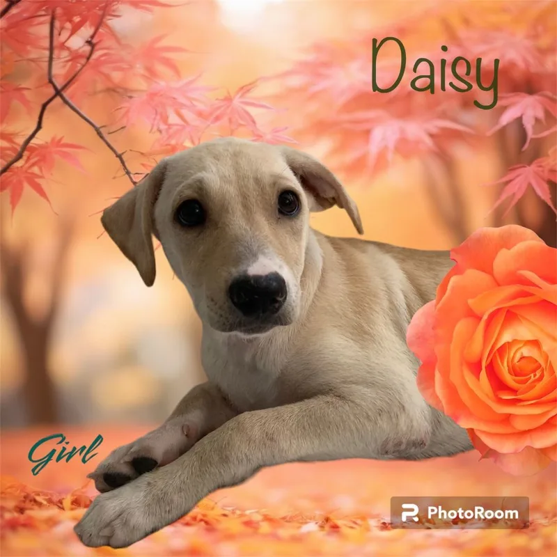 Daisy thumbnail 4
