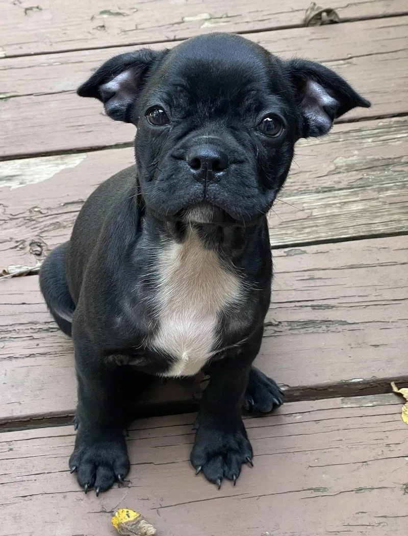 A baby small-sized male French Bulldog dog named Murphy for adoption in Overland Park, KS