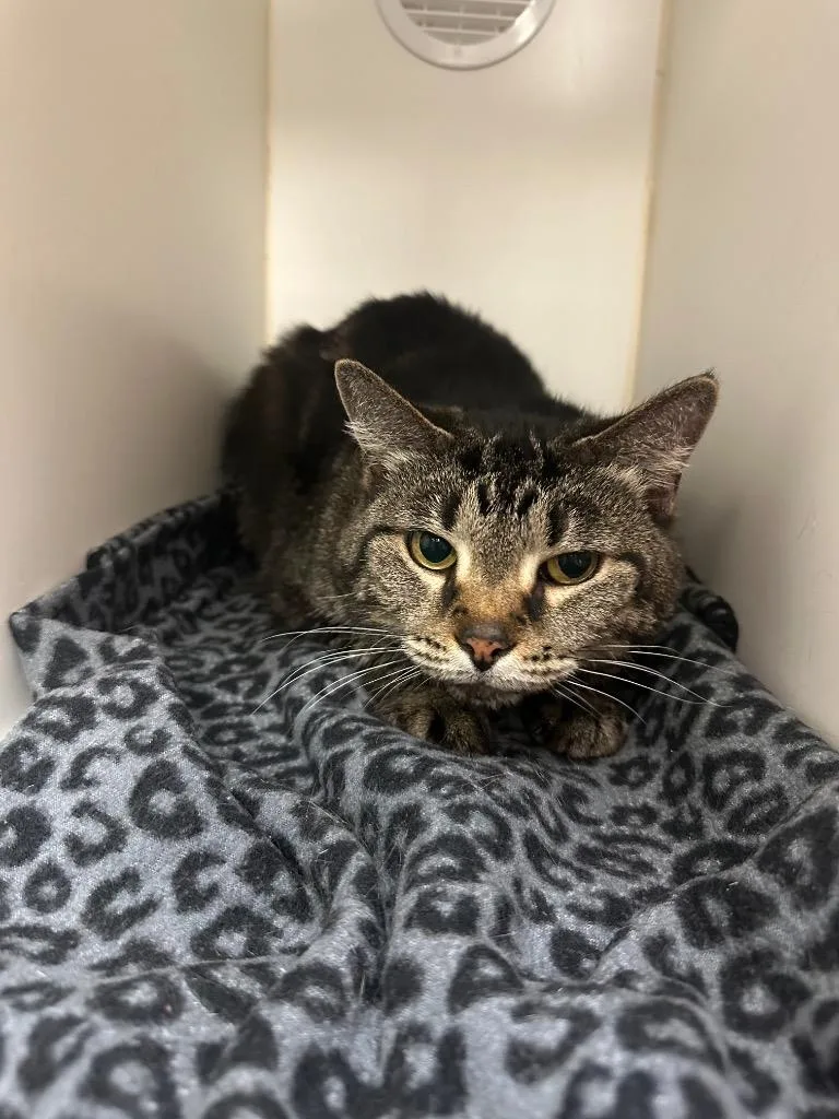 A senior large-sized female Domestic Short Hair cat named Tinkerbell for adoption in Johnson City, TN