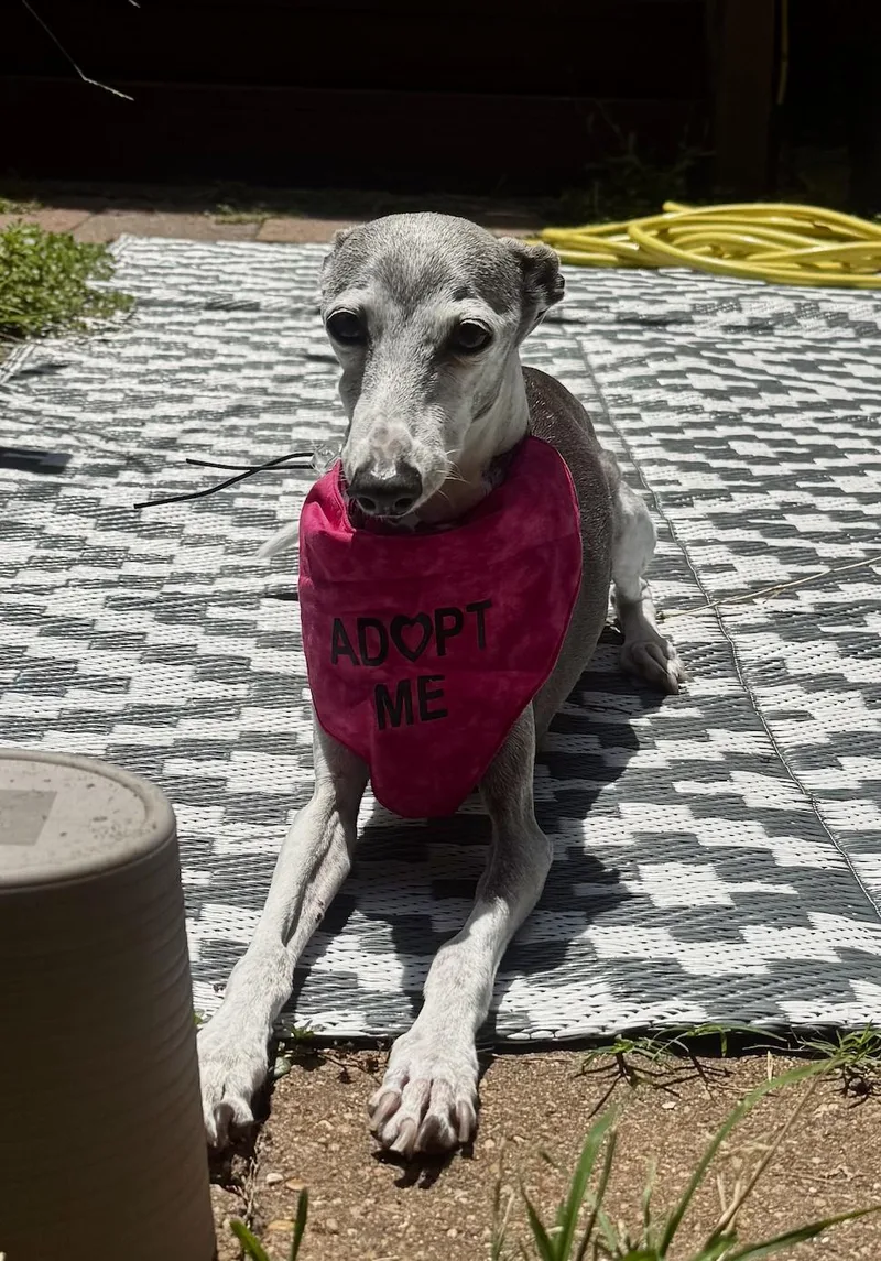 A senior small-sized female Gray / Blue / Silver Italian Greyhound dog named Portia  Houston TX for adoption in Argyle, TX