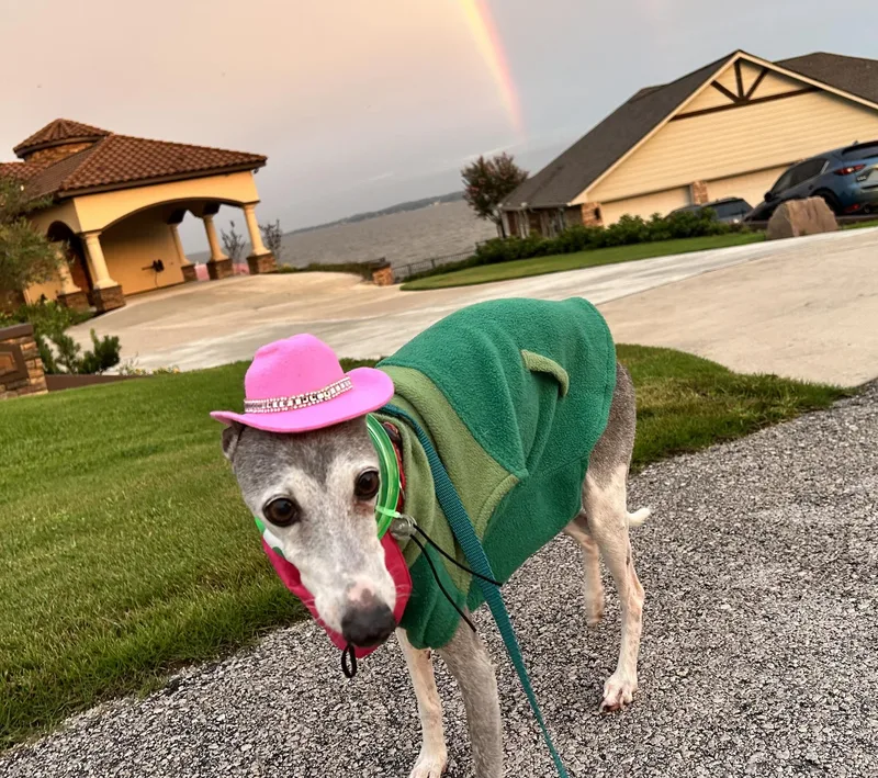 Portia  Houston TX thumbnail 2