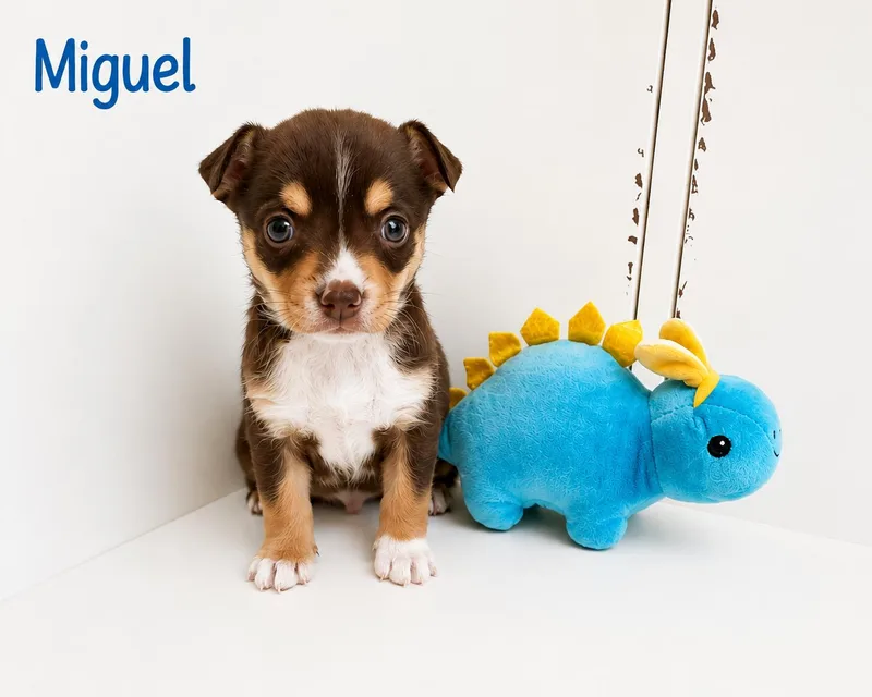 Miguel