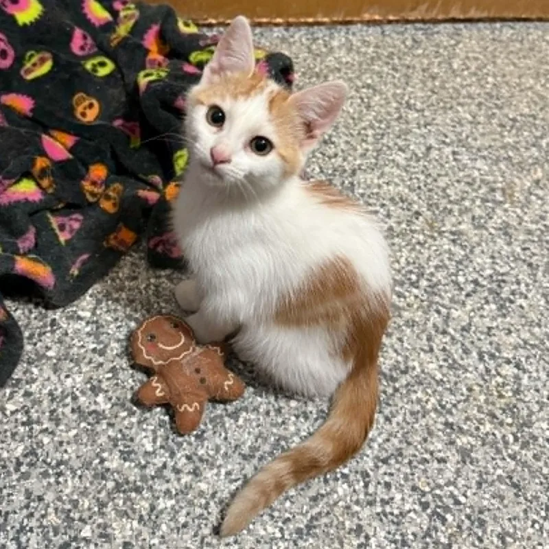 A baby small-sized male Orange & White Domestic Short Hair cat named Keetu for adoption in Antioch, CA