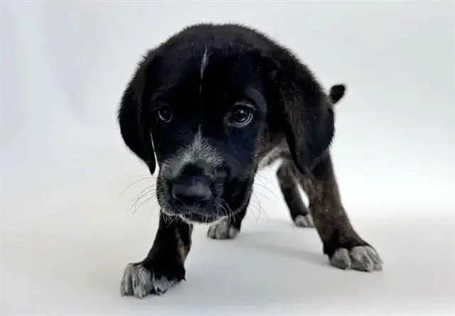 A baby small-sized male Terrier dog named Bruno for adoption in Saint Louis, MO