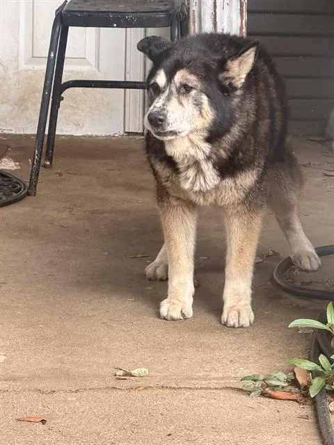 An adult large-sized male German Shepherd Dog dog named Chapo for adoption in Dallas, TX
