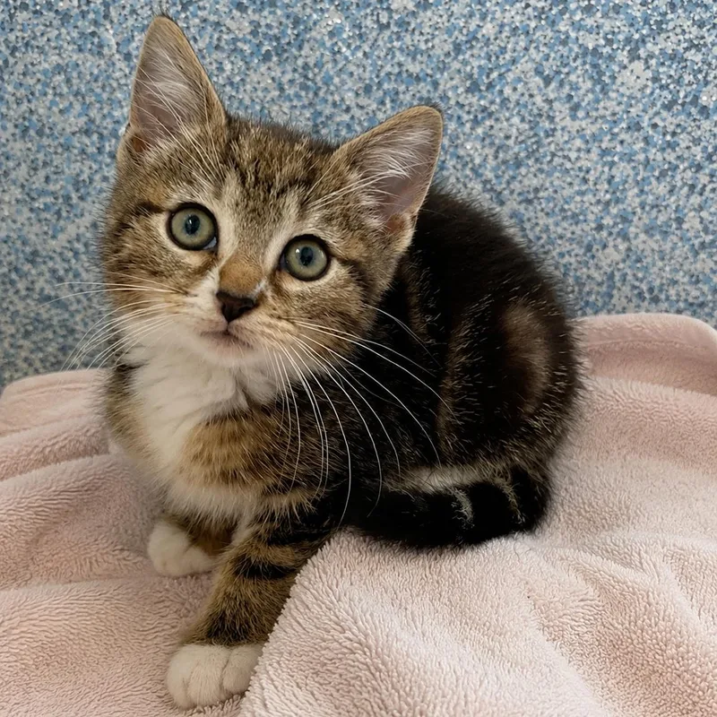 A young medium-sized female Domestic Short Hair cat named Coco for adoption in Stafford, VA