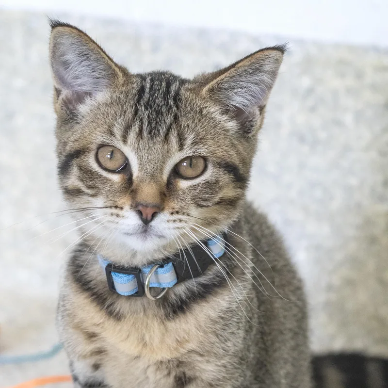 A baby medium-sized female Tabby (Brown / Chocolate) Domestic Short Hair cat named Infrared for adoption in Pontiac, MI